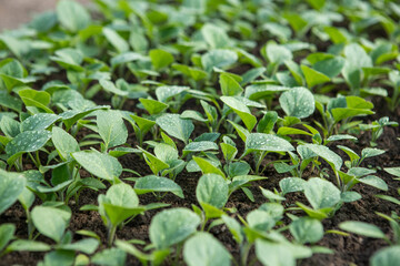 eggplant seedlings in a greenhouse. High quality photo