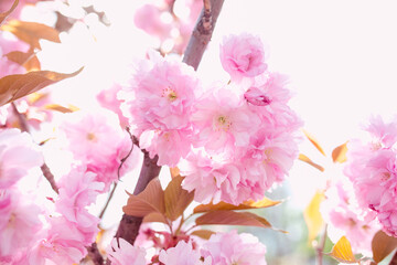 Amazing pink sakura tree in bloom in spring in sunny day