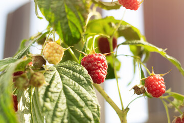 The photo shows a homemade raspberry bush in a private garden. The berries on the bushes are very large, ripe, red. Raspberry bushes in the garden, green garden.