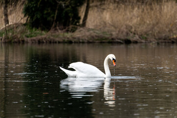 cygne sur l'eau