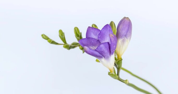time lapse of the purple freesias blossoming on white background