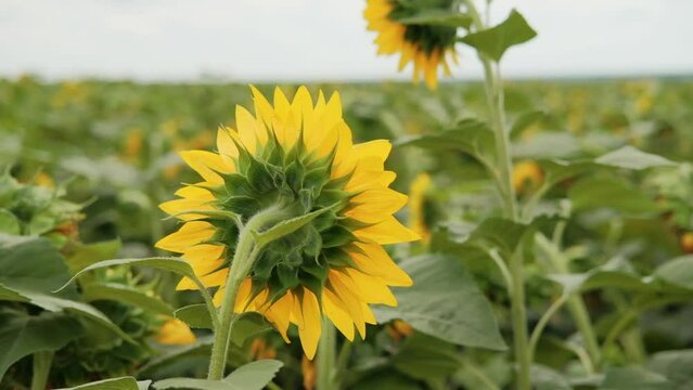 Back of Sunflower blooming in the garden gren nature background