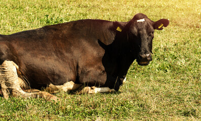 Black cow with yellow tags close up.