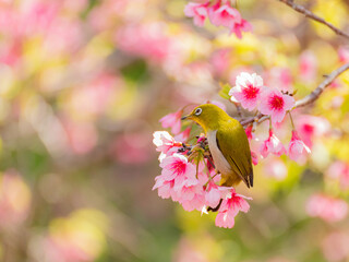 リュウキュウメジロと寒緋桜