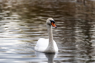 cygne qui nage sur l'eau