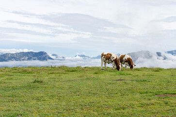 Fototapeta na wymiar Zwei Kühe auf einer Weide in der Wildschönau, Tirol, Spätsommer