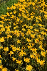 FIORI ARNICA
