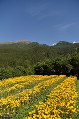 FIORI ARNICA