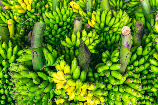 Green Bananas In Market Of Dambulla, Sri Lanka. 