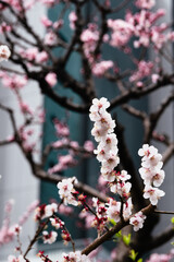 ビルの谷間に春の訪れ　薄桃色の白梅が紅梅を背に花弁を広げる