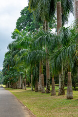 Palm tree alley in Royal Botanic King Gardens. Peradeniya. Kandy. Sri Lanka.