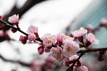 ビルの谷間に春の訪れ　桃色の紅梅が花を広げ始めた