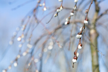 willow branch in spring forest