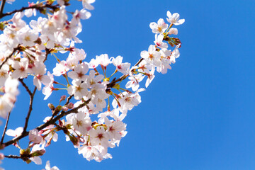 春の桜と青空