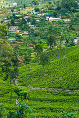 Fototapeta na wymiar Sri Lanka Tea Plantation. Haputale, Sri Lanka.
