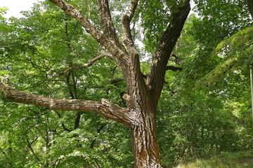 Fototapeta na wymiar Drzewa w parku miejskim