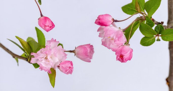 time lapse of Malus halliana blossoming on white background, also known as Hall crabapple, Chinese flowering crab-apple