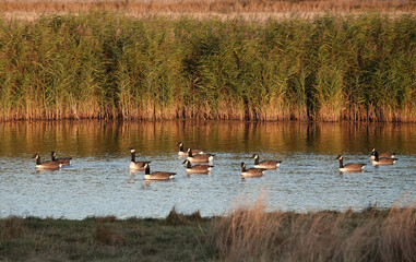 A tranquil view of a small flock of Canada geese floating on the surface of a lake in the autumn sunshine. 