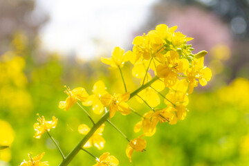 菜の花