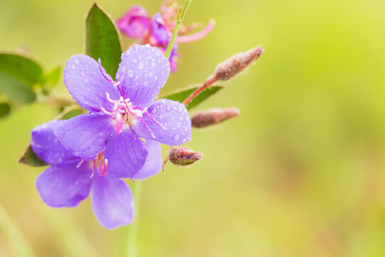 Flor princesa  ou Tibouchina urvilleana n&atilde;o tolera muito bem o gelo e o frio, trata-se de uma planta origin&aacute;ria da Am&eacute;rica do Sul, preferindo climas mais quentes. Aprecia sol pleno e abrigo do vento. 