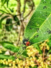 Chrysomya megacephala'', better known as the oriental latrine fly, is a member of the family Calliphoridae, which perches on green leaves