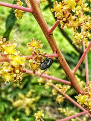 Chrysomya megacephala'', better known as the oriental latrine fly, is a member of the family Calliphoridae, which perches on the tamarind flower.
