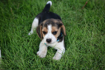 Purebred beagle puppy dog lying on grass in garden outdoor.