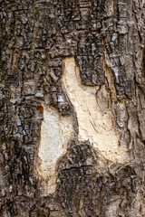 Close up shot of rugged tree bark for texture