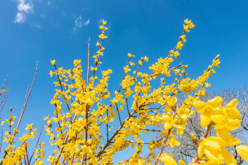 Looking up at yellow forsythia flowers against a blue sky.