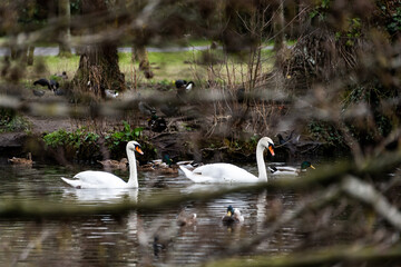 couple de cygne avec canards