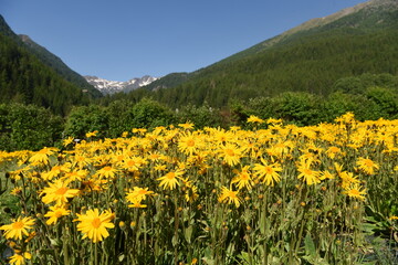 FIORI ARNICA