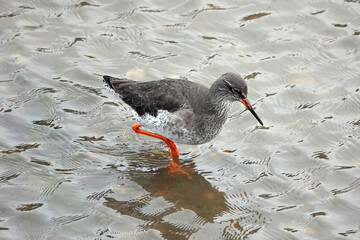 A close-up high angle shot of a common redshank wading in shallow water at the edge of a lake.