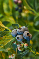 Blueberry bush on sunset, organic ripe with succulent berries, just ready to pick, Blueberries plant growing in a garden field, . Blue berry hanging on a branch, Bio, organic healthy food