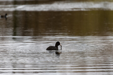 p&ecirc;che pour l'eau