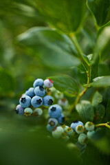 Blueberry bush on sunset, organic ripe with succulent berries, just ready to pick, Blueberries plant growing in a garden field, . Blue berry hanging on a branch, Bio, organic healthy food