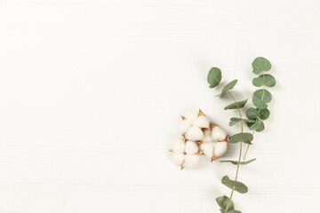 Fototapeta na wymiar eucalyptus leaf and cotton on a white background