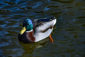 Canard Colvert
