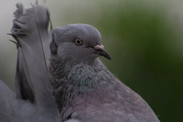 close up of a pigeon