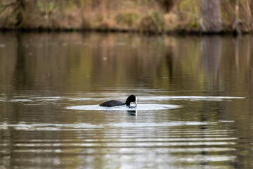 poule d'eau canard lac