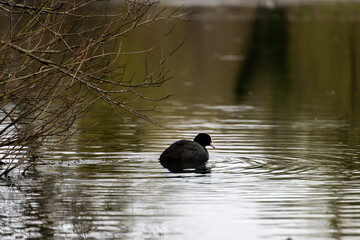 poule d'eau canard lac