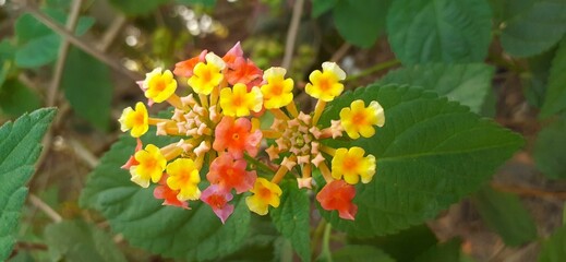 West Indian Red and Yellow Lantana Flower in the Bushes