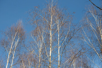 Branches of a silvery birch against a blue sky.