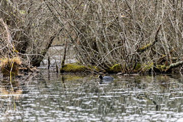 lac arboré avec canard