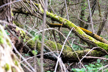arbres tomb&eacute;s nature