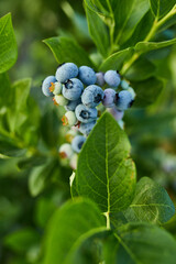Blueberry bush on sunset, organic ripe with succulent berries, just ready to pick, Blueberries plant growing in a garden field, . Blue berry hanging on a branch, Bio, organic healthy food