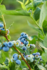 Blueberry bush on sunset, organic ripe with succulent berries, just ready to pick, Blueberries plant growing in a garden field, . Blue berry hanging on a branch, Bio, organic healthy food