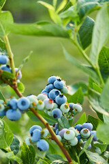 Blueberry bush on sunset, organic ripe with succulent berries, just ready to pick, Blueberries...
