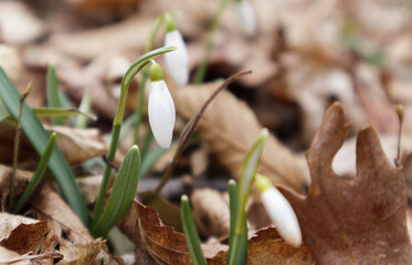 Galanthus nivalis In the forest in the wild in spring snowdrops bloom. Selective focus