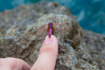 touching a red alive dragonfly with a finger.