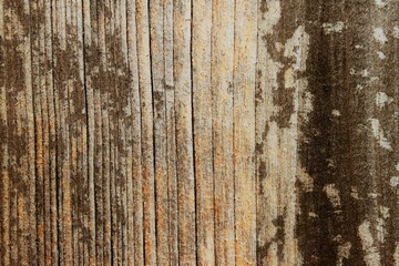 Obraz premium light wood with interesting grain